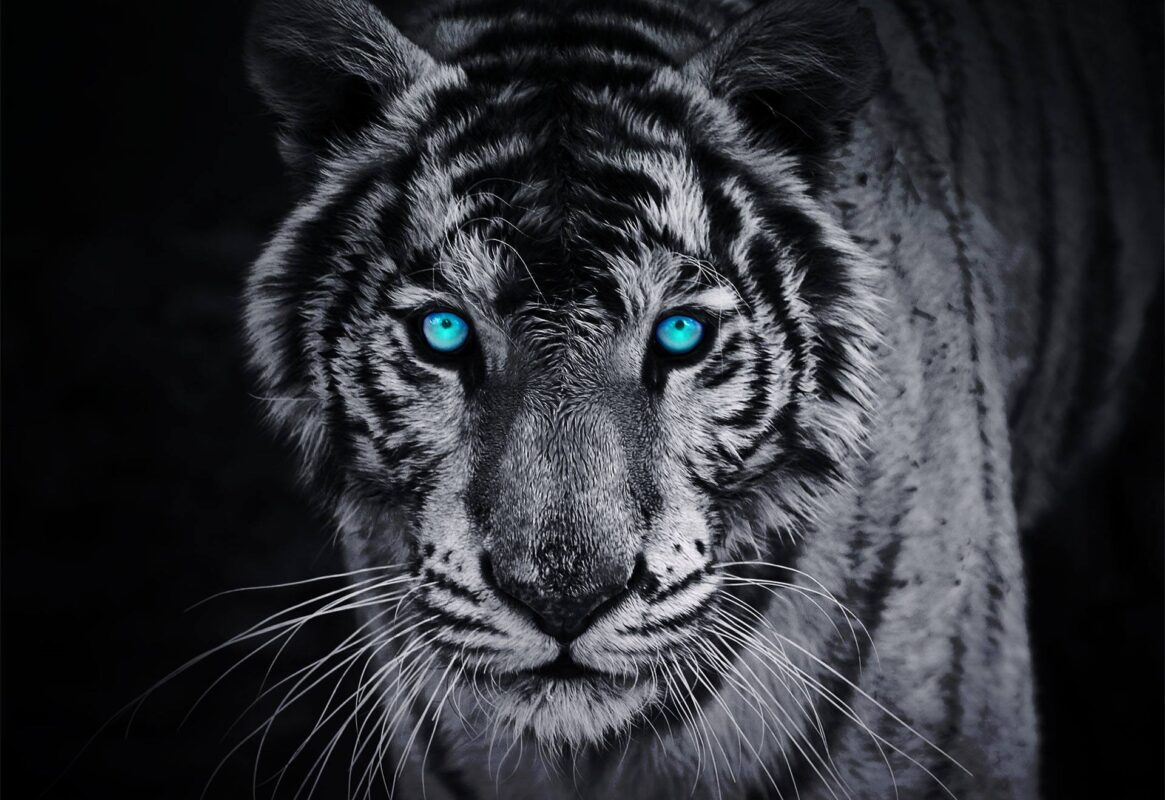 Blue Eyed Majesty Premium Tiger Mural From Yaqoot Wallpaper