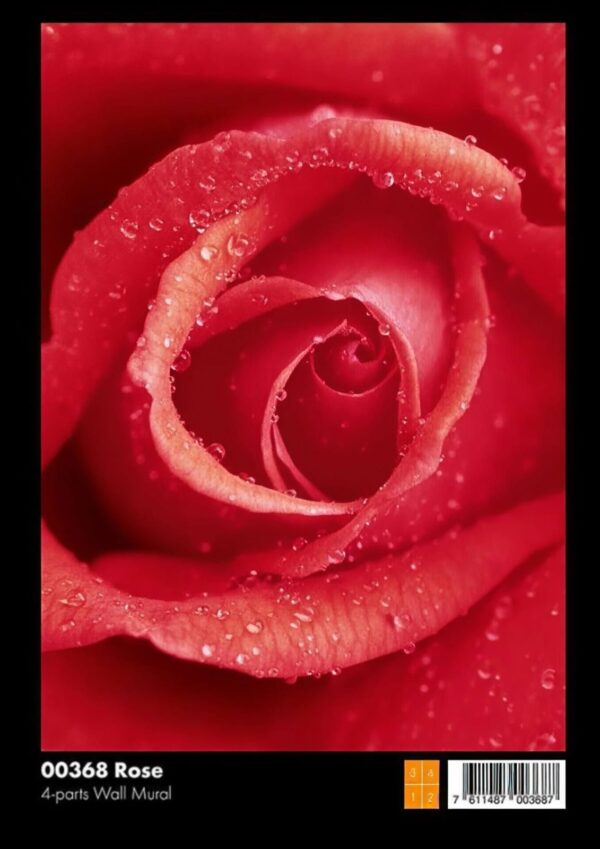 ⁦00368 Rose⁩ - الصورة ⁦1⁩