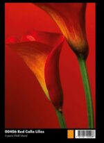 00406 Red Calla Lilies