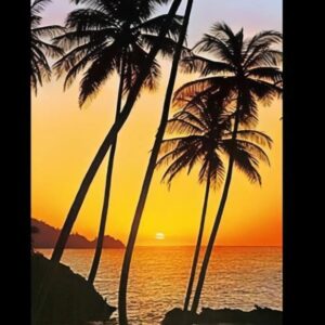 00529 Sunny Palms