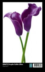 00675 Purple Calla Lillies