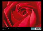 00680 L'importanat c'est la Rose