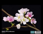 00627 Cherry Blossoms