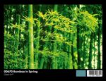 00670 Bamboo is Spring